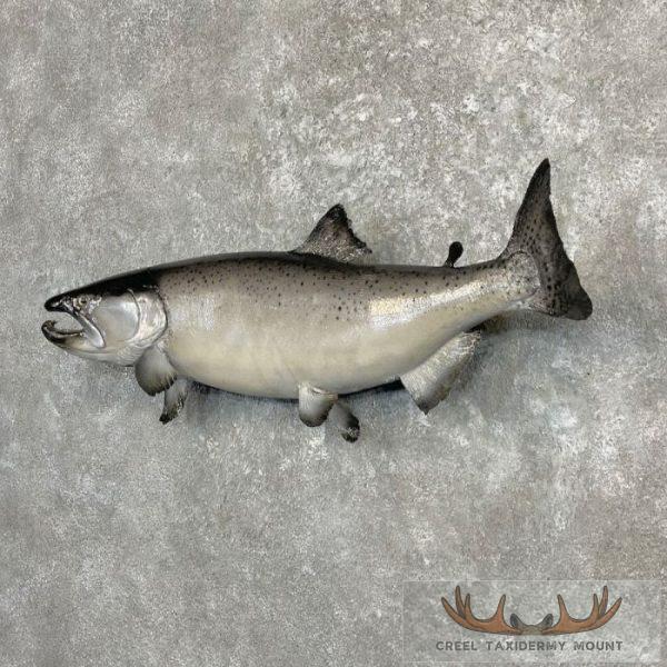 Coho Salmon Taxidermy Fish Mount For Sale - Creel Taxidermy