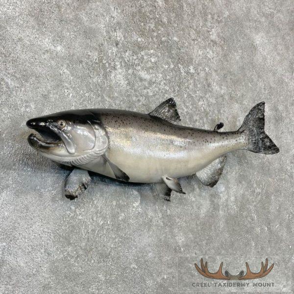 Coho Salmon Taxidermy Fish Mount For Sale - Creel Taxidermy