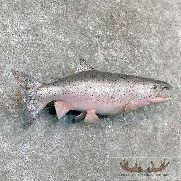 Coho Salmon Taxidermy Fish Mount For Sale - Creel Taxidermy
