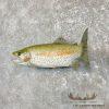 23.75" Rainbow Trout Taxidermy Mount For Sale - Image 2