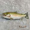 23.75" Rainbow Trout Taxidermy Mount For Sale - Image 3