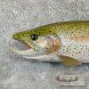 23.75" Rainbow Trout Taxidermy Mount For Sale - Image 4