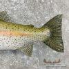 23.75" Rainbow Trout Taxidermy Mount For Sale - Image 6