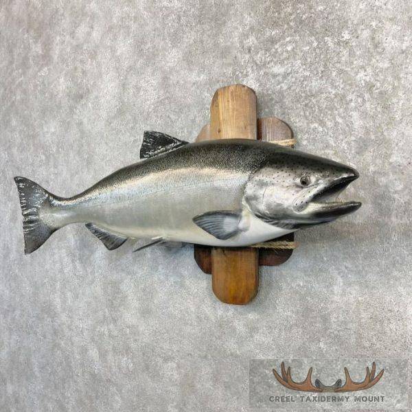 Coho Salmon Taxidermy Fish Mount For Sale - Image 2