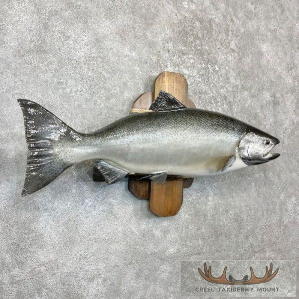 Coho Salmon Taxidermy Fish Mount For Sale - Image 3