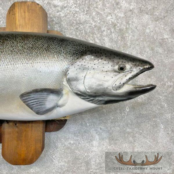 Coho Salmon Taxidermy Fish Mount For Sale - Image 4