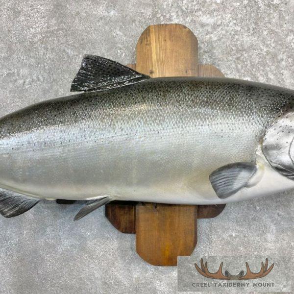 Coho Salmon Taxidermy Fish Mount For Sale - Image 5