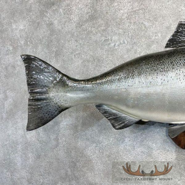 Coho Salmon Taxidermy Fish Mount For Sale - Image 6