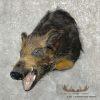 Wild Boar Taxidermy Shoulder Mount For Sale - Image 2