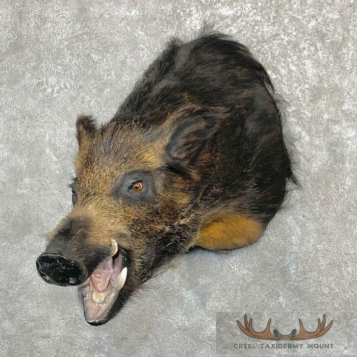 Wild Boar Taxidermy Shoulder Mount For Sale - Image 2