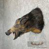 Wild Boar Taxidermy Shoulder Mount For Sale - Image 3