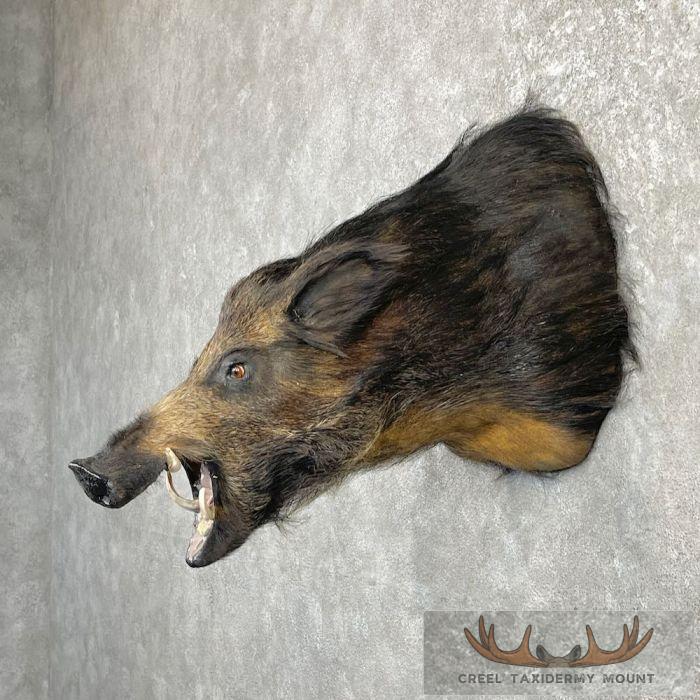 Wild Boar Taxidermy Shoulder Mount For Sale - Image 3