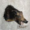 Wild Boar Taxidermy Shoulder Mount For Sale - Image 4