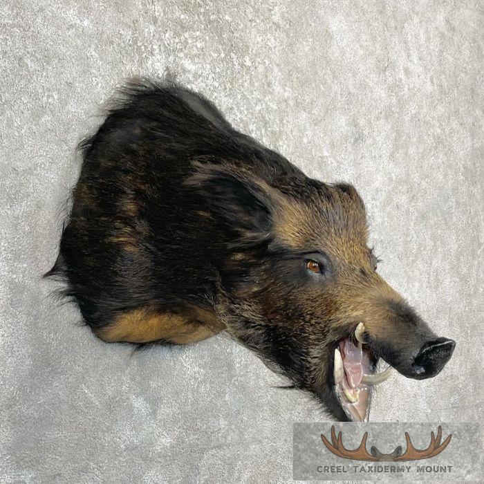 Wild Boar Taxidermy Shoulder Mount For Sale - Image 4