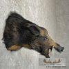 Wild Boar Taxidermy Shoulder Mount For Sale - Image 5