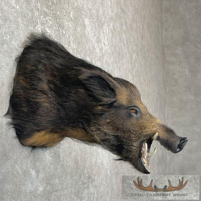 Wild Boar Taxidermy Shoulder Mount For Sale - Image 5