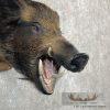 Wild Boar Taxidermy Shoulder Mount For Sale - Image 6