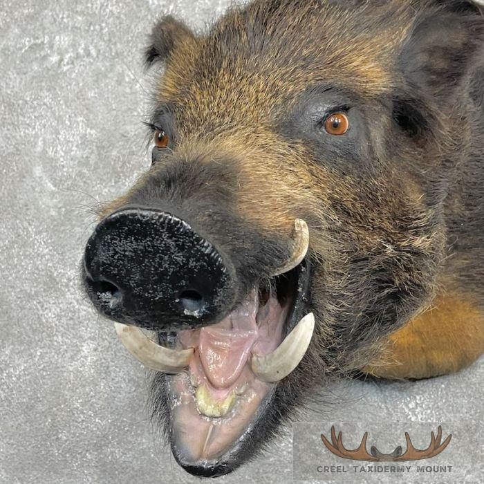 Wild Boar Taxidermy Shoulder Mount For Sale - Image 7