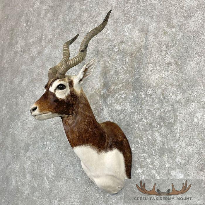 India Blackbuck Taxidermy Shoulder Mount For Sale - Image 2