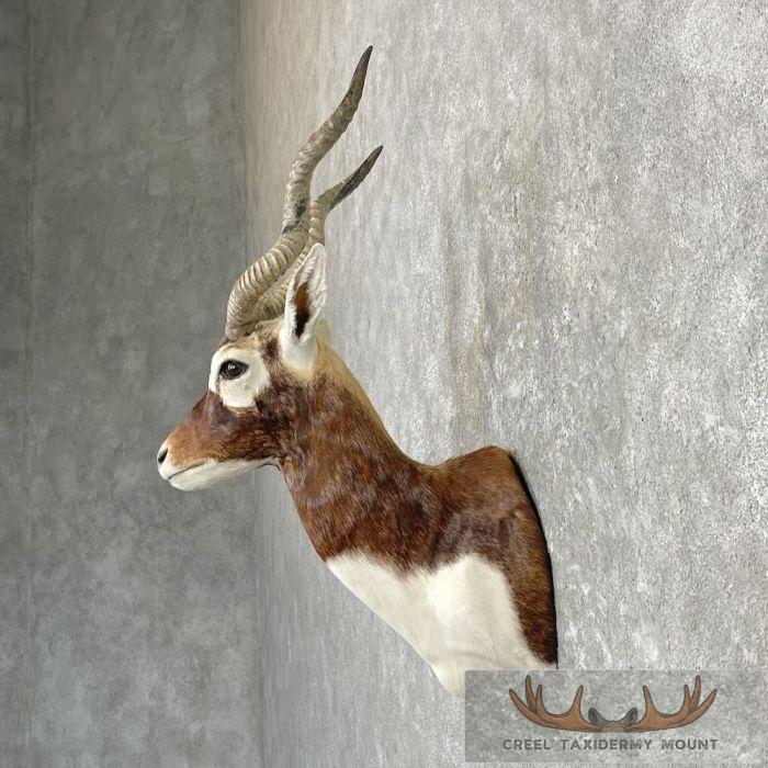 India Blackbuck Taxidermy Shoulder Mount For Sale - Image 3