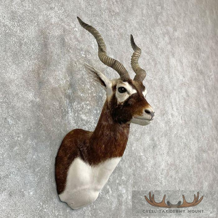 India Blackbuck Taxidermy Shoulder Mount For Sale - Image 4