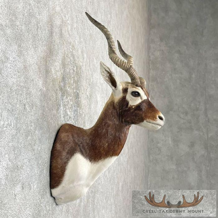 India Blackbuck Taxidermy Shoulder Mount For Sale - Image 5
