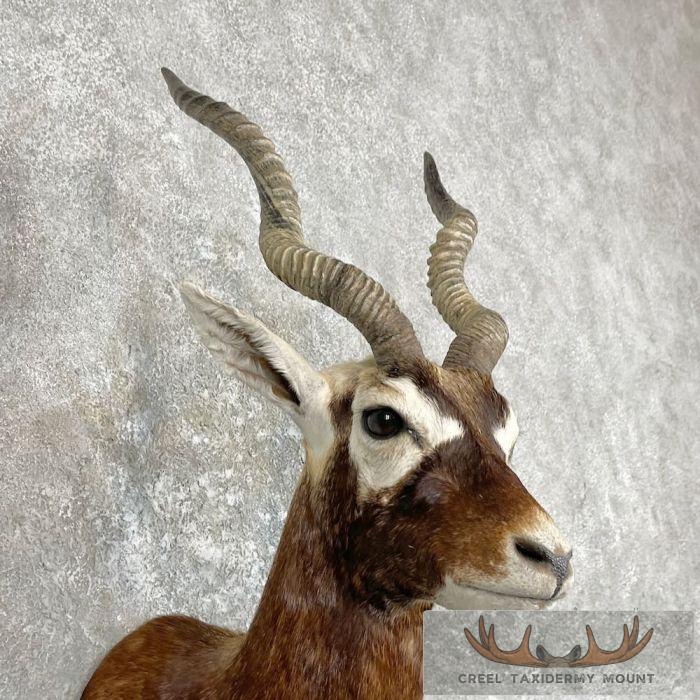 India Blackbuck Taxidermy Shoulder Mount For Sale - Image 6
