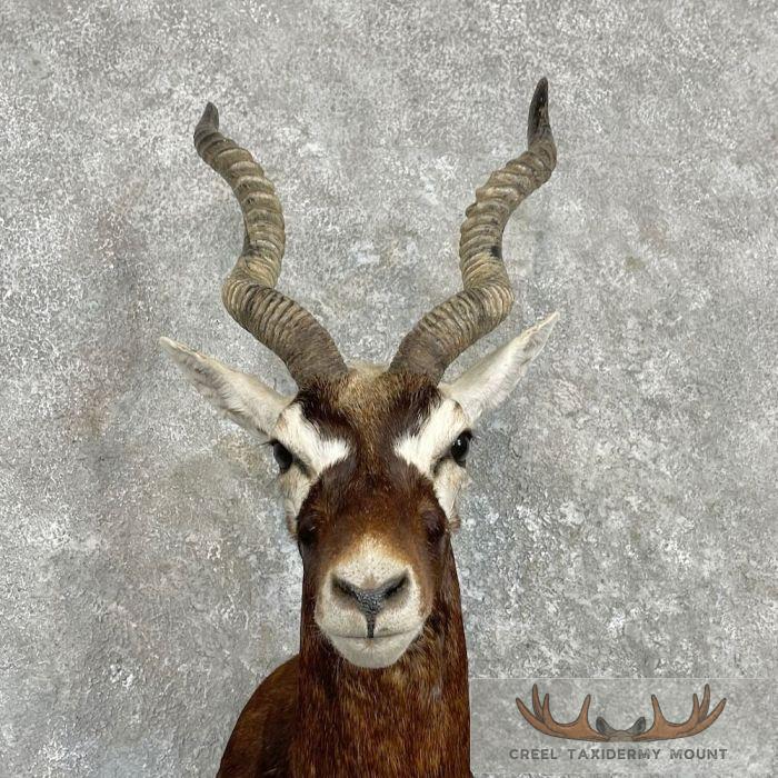 India Blackbuck Taxidermy Shoulder Mount For Sale - Image 7