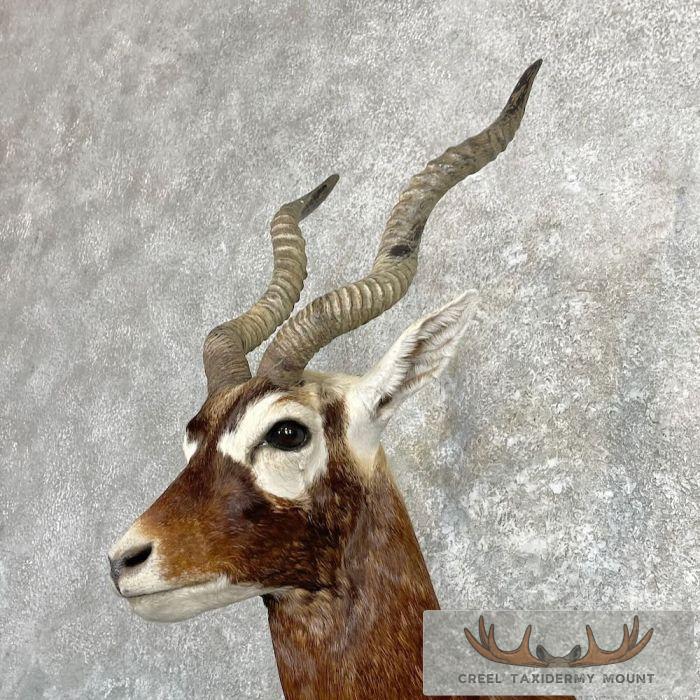 India Blackbuck Taxidermy Shoulder Mount For Sale - Image 8
