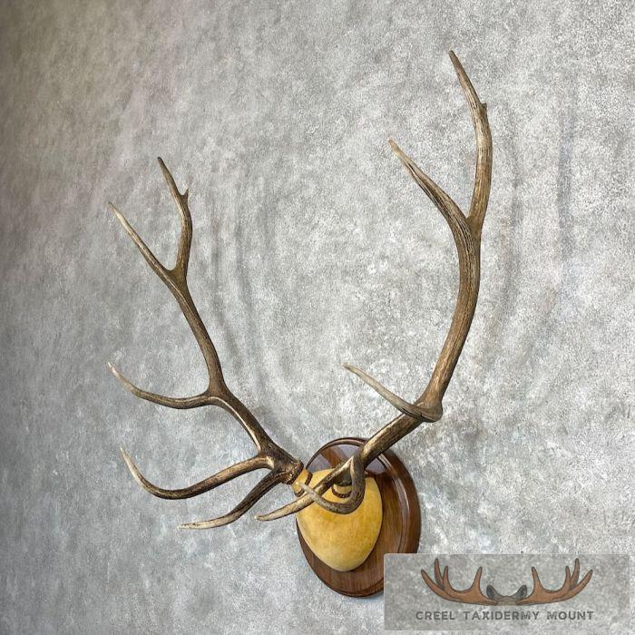 Rocky Mountain Elk Plaque Taxidermy Mount For Sale - Image 2