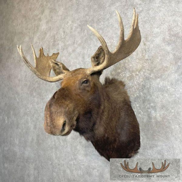 Canadian Moose Taxidermy Shoulder Mount For Sale - Image 2