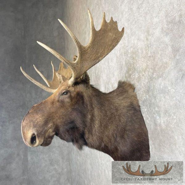 Canadian Moose Taxidermy Shoulder Mount For Sale - Image 3