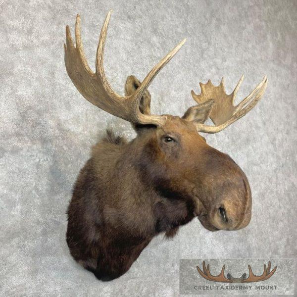 Canadian Moose Taxidermy Shoulder Mount For Sale - Image 4