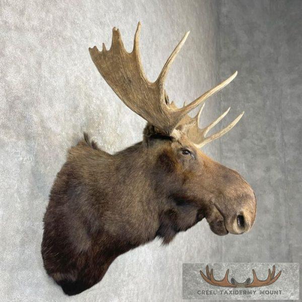 Canadian Moose Taxidermy Shoulder Mount For Sale - Image 5