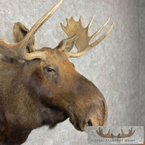 Canadian Moose Taxidermy Shoulder Mount For Sale - Image 6