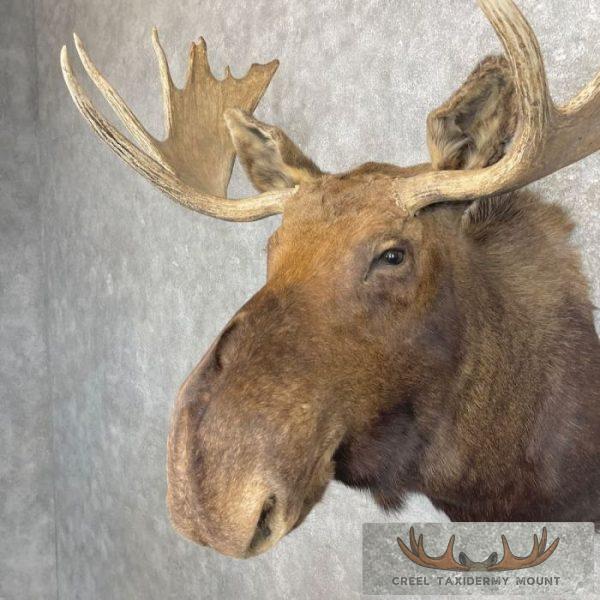 Canadian Moose Taxidermy Shoulder Mount For Sale - Image 7