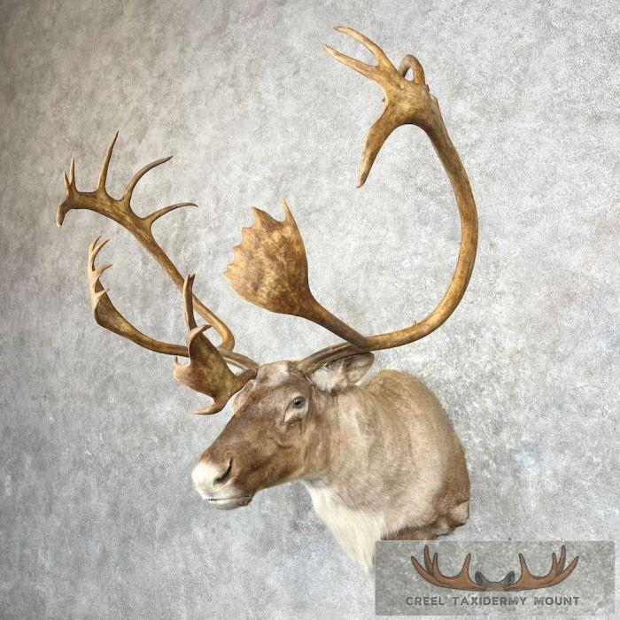 Barren Ground Caribou Taxidermy Shoulder Mount For Sale - Image 2