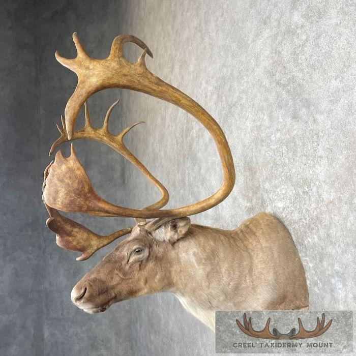 Barren Ground Caribou Taxidermy Shoulder Mount For Sale - Image 3