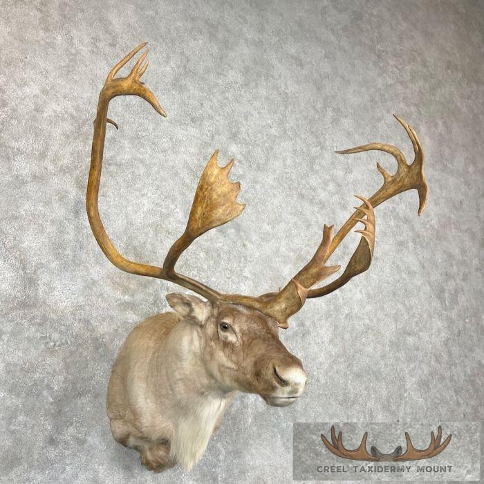 Barren Ground Caribou Taxidermy Shoulder Mount For Sale - Image 4