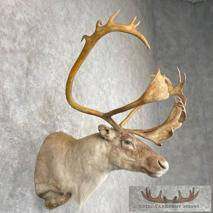 Barren Ground Caribou Taxidermy Shoulder Mount For Sale - Image 5