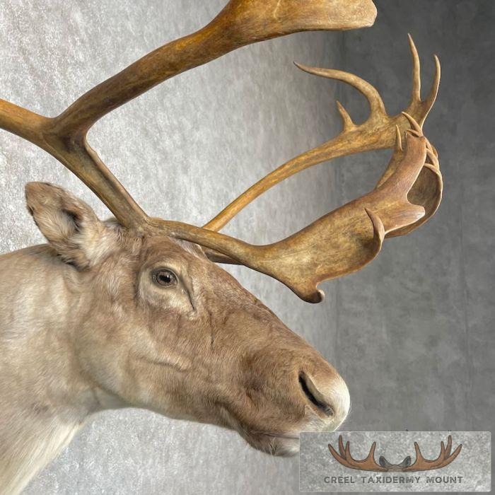 Barren Ground Caribou Taxidermy Shoulder Mount For Sale - Image 6