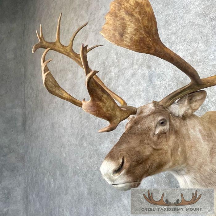Barren Ground Caribou Taxidermy Shoulder Mount For Sale - Image 7