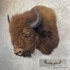 American Buffalo Taxidermy Shoulder Mount For Sale - Image 2