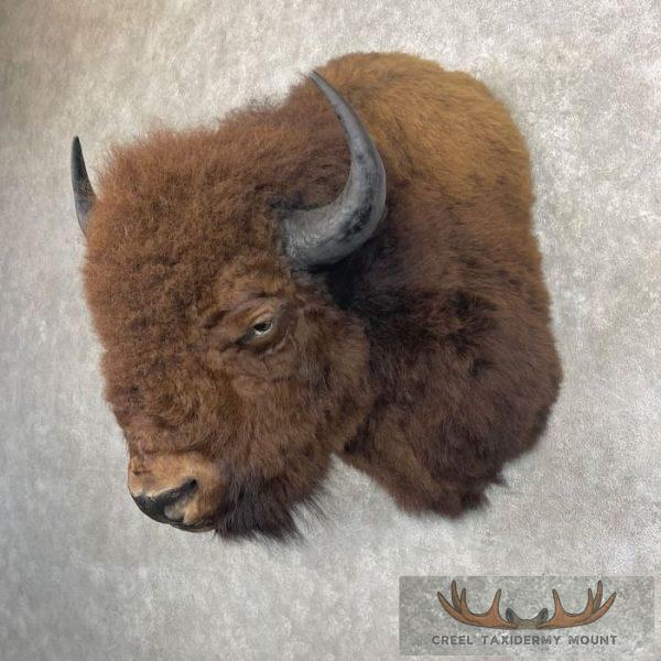 American Buffalo Taxidermy Shoulder Mount For Sale - Image 2