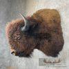 American Buffalo Taxidermy Shoulder Mount For Sale - Image 3
