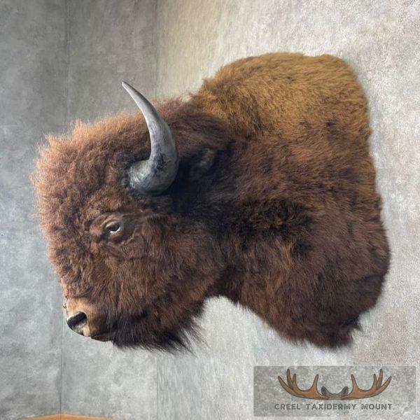 American Buffalo Taxidermy Shoulder Mount For Sale - Image 3