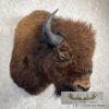 American Buffalo Taxidermy Shoulder Mount For Sale - Image 4