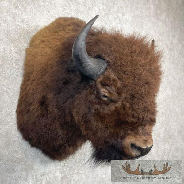 American Buffalo Taxidermy Shoulder Mount For Sale - Image 4