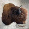 American Buffalo Taxidermy Shoulder Mount For Sale - Image 5
