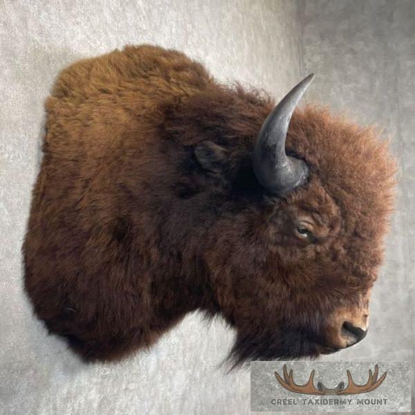 American Buffalo Taxidermy Shoulder Mount For Sale - Image 5